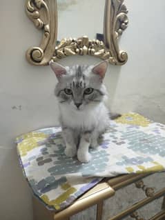 Persian