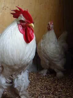 Hens