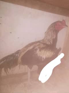 Sheru
