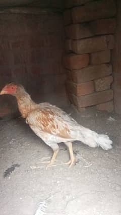aseel Pakistani