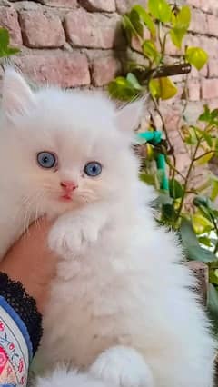 Persian kittens