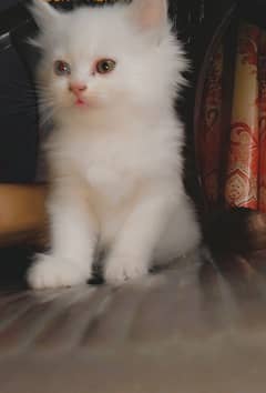 Persian kittens available for sale . limited offer  for 3 days only.