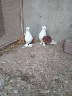 red frill. back pair and lal. kachpare pair wit chicks.  wts. 03259790938