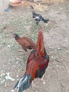 Aseel Murga For sale WhatsApp 03337250648