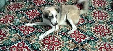 afghan