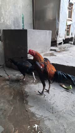pakoya trad