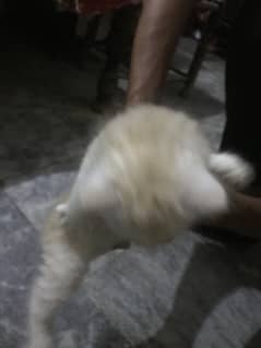 Kittens