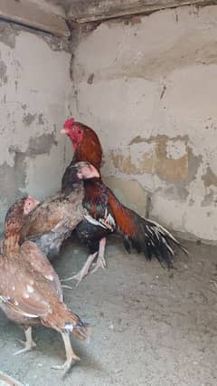 amroha heery lassni eggs or chick's available