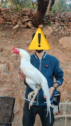 amroha heery lassni eggs or chick's available
