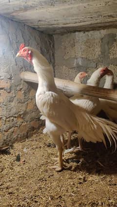 amroha heery lassni eggs or chick's available