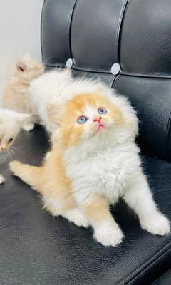 Persian cat 2 month age My WhatsApp number 03267483089