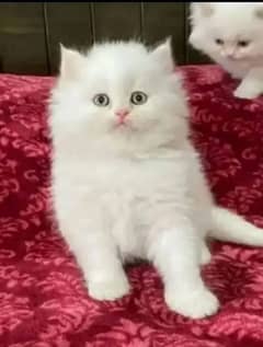 person cat for sale my WhatsApp number 03024805621