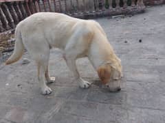 Labrador for sale