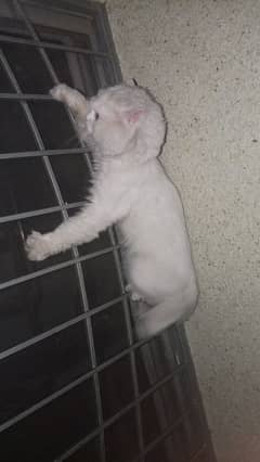 catt