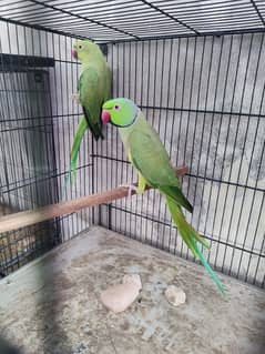 Ringneck
