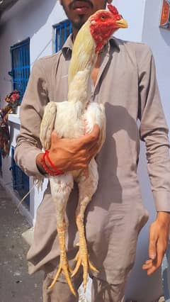 shazaib Aseel faram