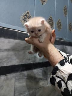 kittens for sale
