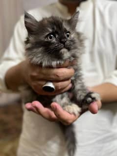 grey Persian cat