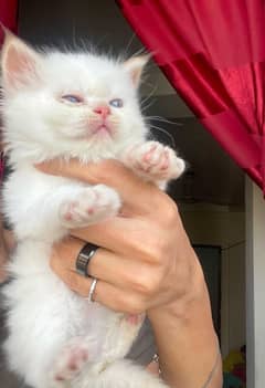 Triple cout kitten For Sale