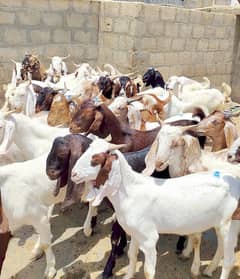 Qurbani 2k25 ka khassi Bakry