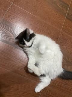 persian
