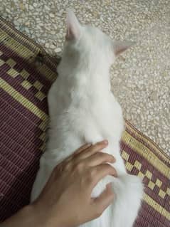 cute cats