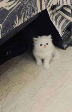 Extreme Punch Female Kitten.