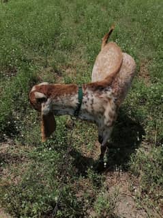 bakra