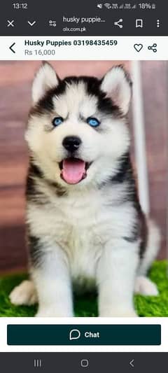 husky puppies 03198435459
