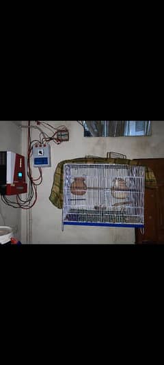 selling finches with cage and breeding box