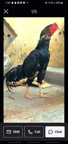 Thai cross high quality chicks for sale | muskha aseel