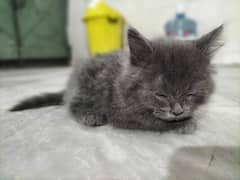 Triple coated Persian cat