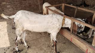 2dant Bakra
