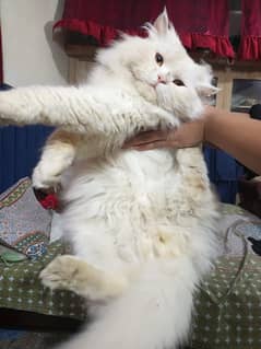 Persian male for sale
