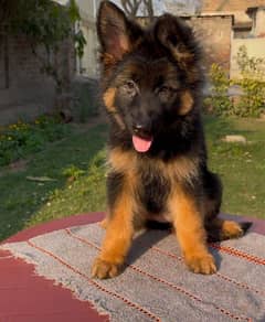 German