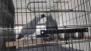 Grey Parrot