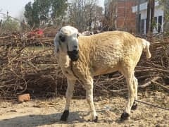 sheep