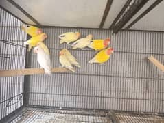 lovebirds all for sale With cage