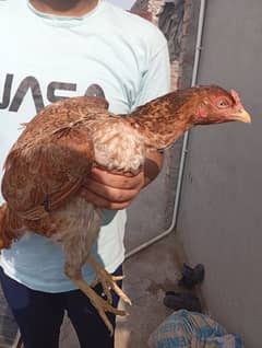 Pure Aseel Chicks