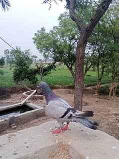 piegons for sale 03476401371