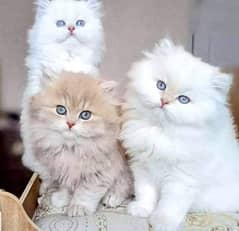 Persian kittens 03198435459
