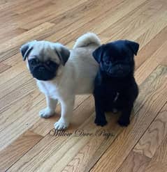 pug