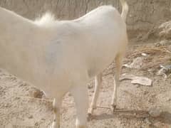 Bakra for sale shunga