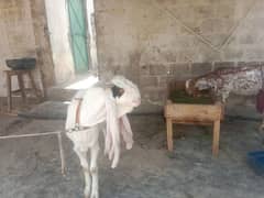 gulabi Bakra Andu he 0,,,312,,,26,,14,,425