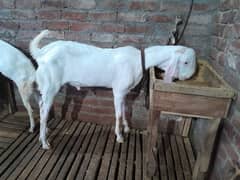 Rajanpuri gulabi age 5.5 month higth 32inch legth 43 inchs