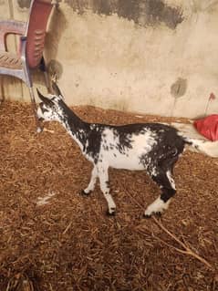 goat 3 months