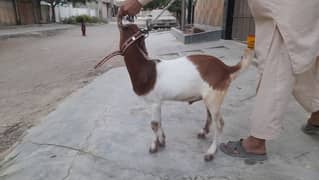 kamori bakre