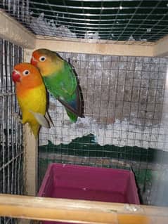 lovebirds