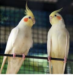 Red Eye Cream Cockatiel