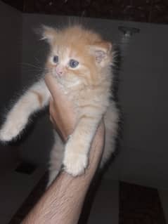 persian triple coated fawn colour